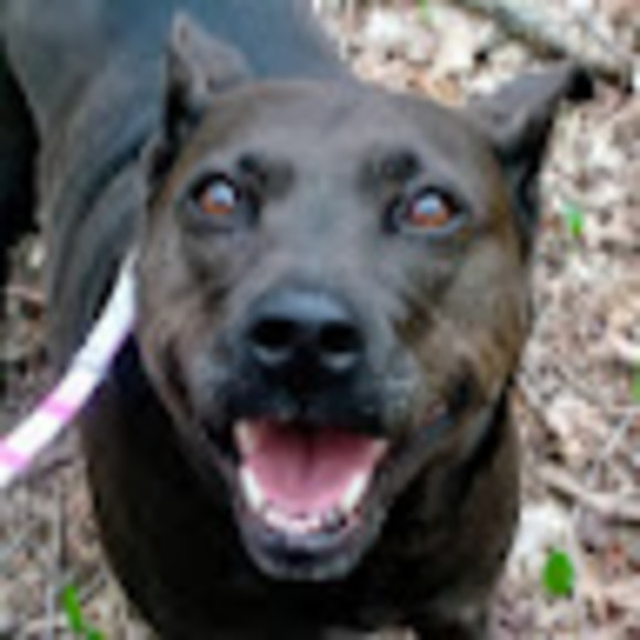 Meet your Posher, Jillian - Picture 1 of 1